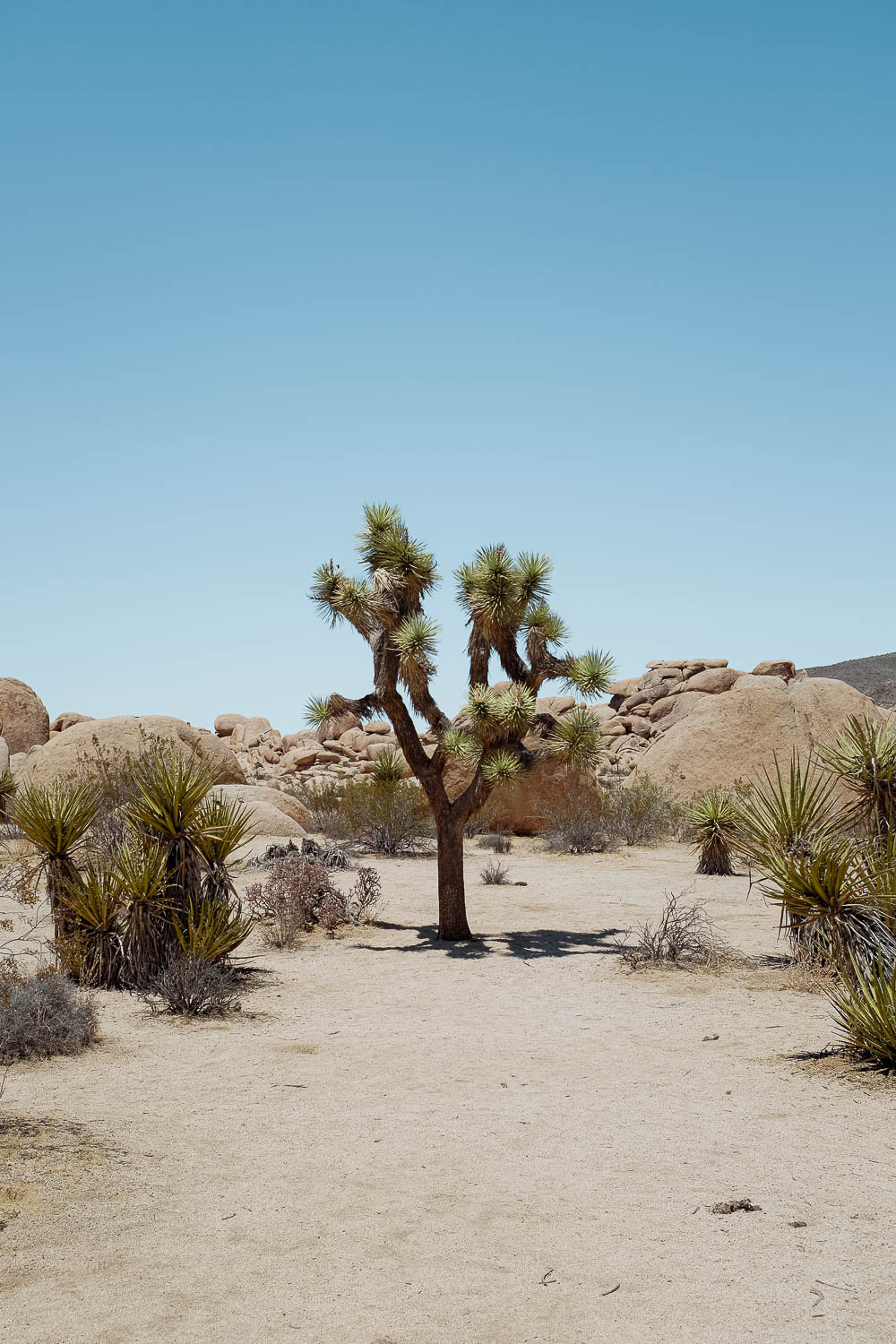 Joshua Tree National Park - California 2 week road trip manual - Faraway Getaway