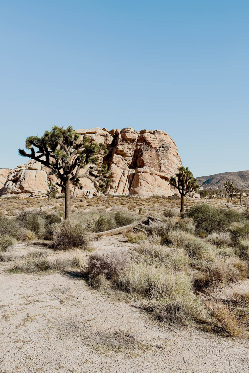 Joshua Tree National Park - California 2 week road trip manual - Faraway Getaway