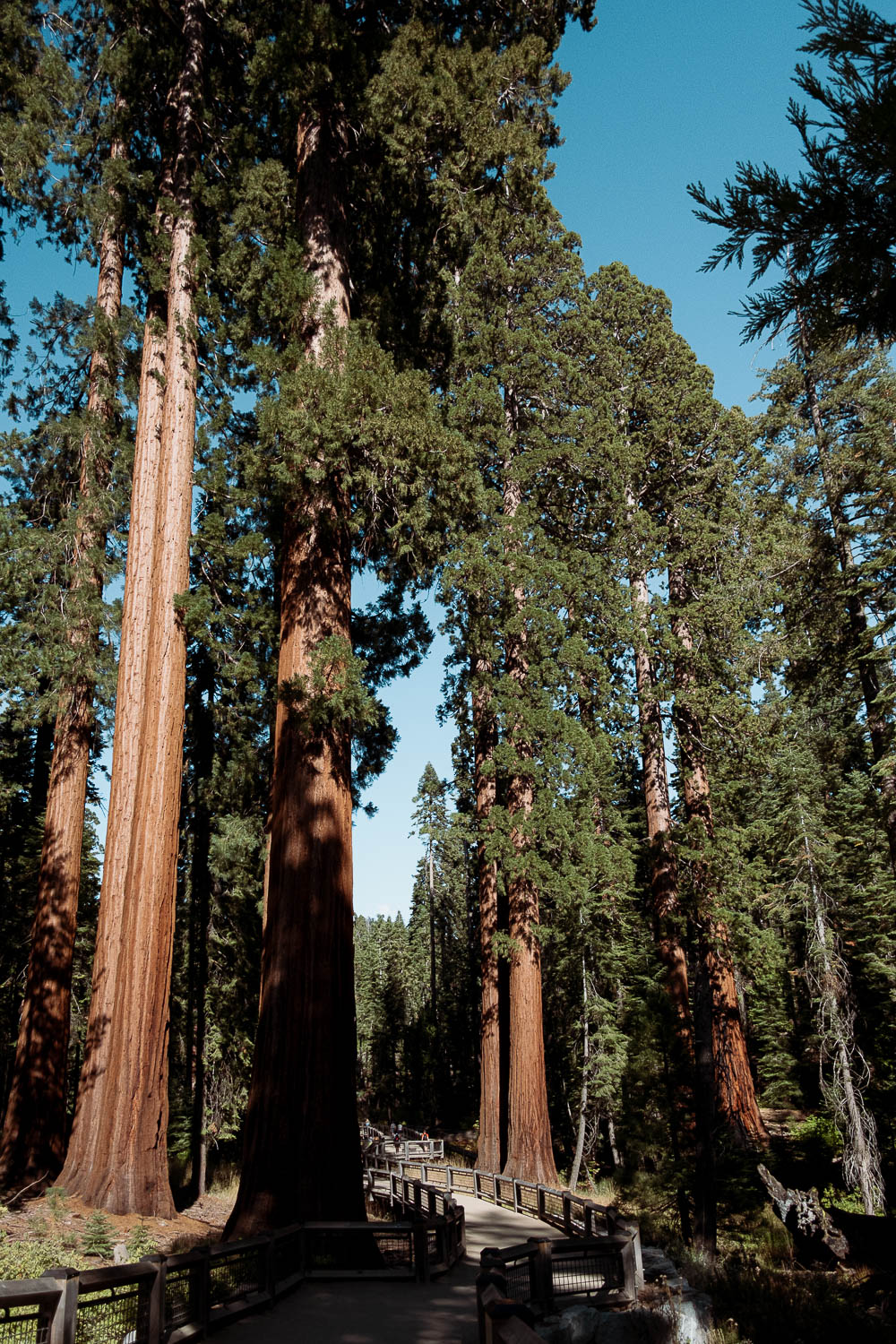 Yosemite National Park - California 2 week road trip manual - Faraway Getaway